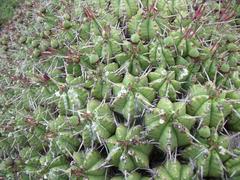 Euphorbia pulvinata