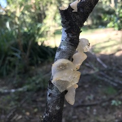 Aleurodiscus vitellinus