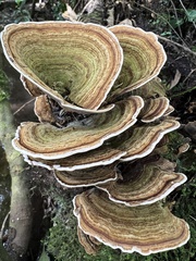 Fungi