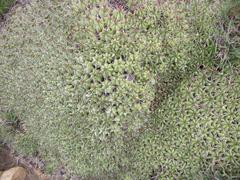 Euphorbia pulvinata