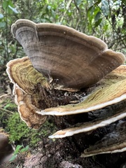 Fungi