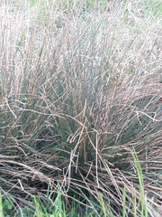 Juncus inflexus