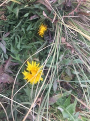 Taraxacum officinale