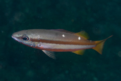 Lutjanus biguttatus