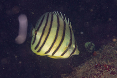 Chaetodon octofasciatus