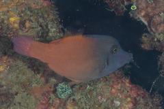 Pervagor aspricaudus