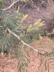 Dichrostachys