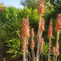 Aloe pluridens