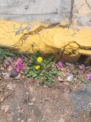 Taraxacum officinale