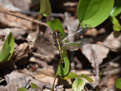 Leucorrhinia intacta
