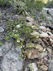 Diplacus grandiflorus