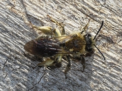 Andrena rugosa