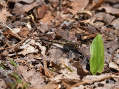 Leucorrhinia intacta