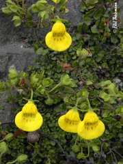 Calceolaria tenella