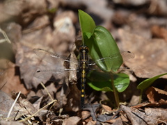 Leucorrhinia intacta