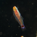 Nasal Pygmygoby - Photo (c) Mark Rosenstein, some rights reserved (CC BY-NC), uploaded by Mark Rosenstein