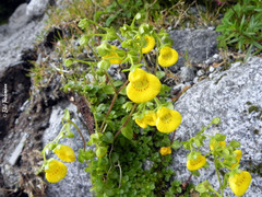 Calceolaria tenella