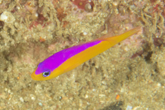 Diadem Dottyback photo 5