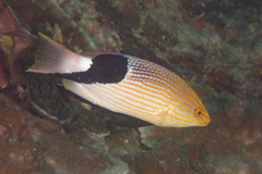 Bodianus loxozonus