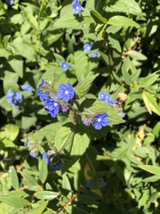 Pentaglottis sempervirens