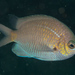 Yellow-speckled Chromis - Photo (c) Mark Rosenstein, some rights reserved (CC BY-NC), uploaded by Mark Rosenstein