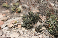 Adromischus inamoenus