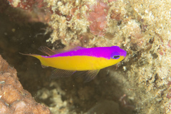 Diadem Dottyback photo 4