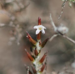 Adromischus inamoenus