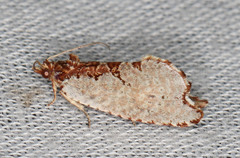 Glyphidoptera polymita