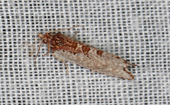 Glyphidoptera polymita