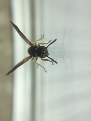 Ancistrocerus catskill