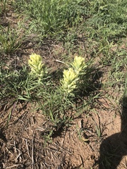 Castilleja citrina
