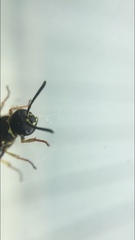 Ancistrocerus catskill