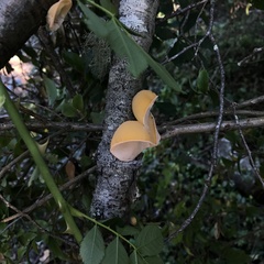 Aleurodiscus vitellinus