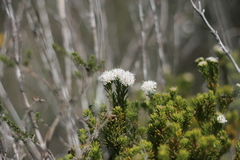Agathosma gonaquensis