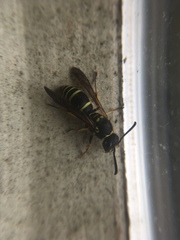 Ancistrocerus catskill