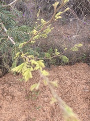 Dichrostachys