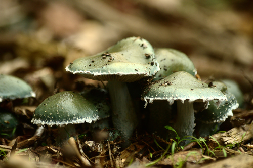 Blue Roundhead
