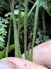 Polypodiopsida