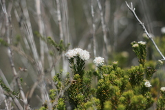 Agathosma gonaquensis