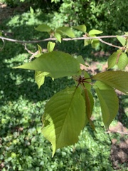 Prunus