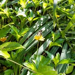 Janatella leucodesma