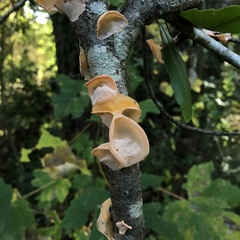 Aleurodiscus vitellinus