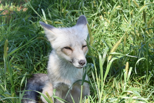 Red Fox photographed in Minnesota