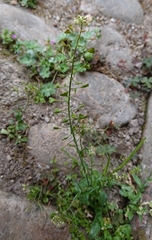 Capsella bursa-pastoris