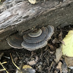 Trametes versicolor