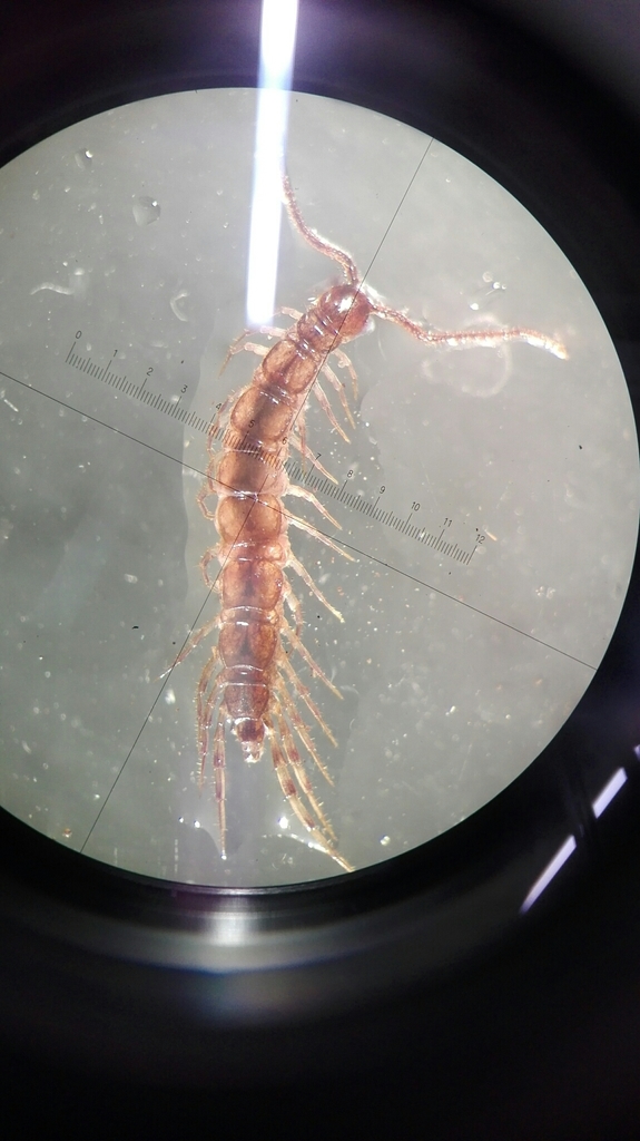 Lithobius mutabilis