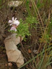 Pelargonium radens