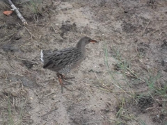 Rallus longirostris