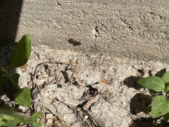 Camponotus decipiens